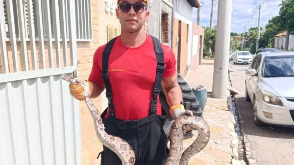 Na manhã desta quinta-feira (27), por volta das 11h, uma equipe do Corpo de Bombeiros Militar do Rio Grande do Norte (CBMRN) foi acionada para atender a uma ocorrência envolvendo um animal peçonhento em uma residência localizada na Avenida Moésio Holanda, no centro de Apodi, Região do Alto Oeste potiguar.